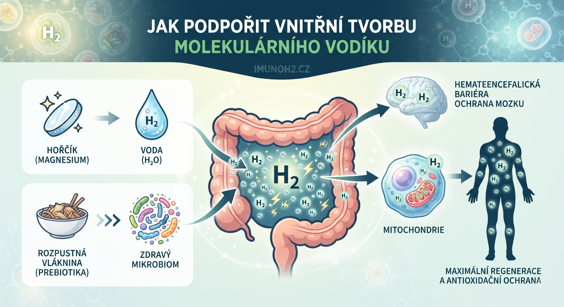 Ilustrace synergické produkce H2 v trávicím traktu. Zelené potraviny a prebiotika vytvářejí živnou půdu pro mikrobiom, zatímco speciální tableta s hořčíkem reaguje s vodou a uvolňuje dodatečný molekulární vodík, který je následně distribuován do celého těla.