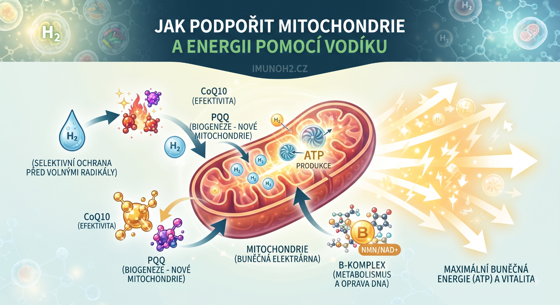 Ilustrační grafika s mitochondrií, vodíkem H2, šipkami a textem o podpoře energie a ATP produkci.